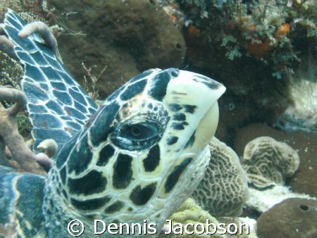 Hawksbill I almost ran into by Dennis Jacobson 