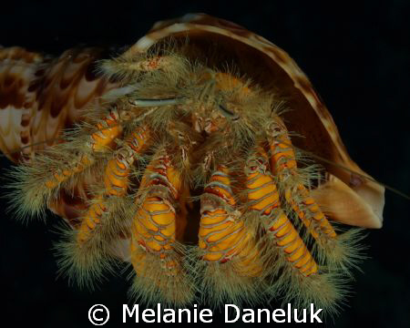 Show off!!  Yellow hairy hermit crab in Triton's Trumpet ... by Melanie Daneluk 