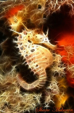 this seahorse was edited in adobe photoshop with the frac... by Shane Mckeown 
