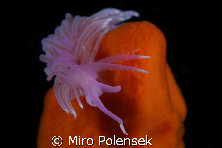 flambellina affinis by Miro Polensek 