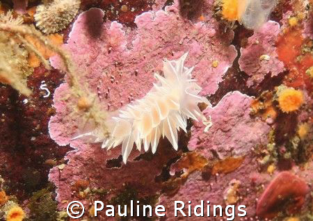 Frosted Nudibranch (Dirona albolineata) taken just outsid... by Pauline Ridings 
