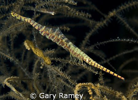 Sawblade shrimp...not sure of the official name but a nic... by Gary Ramey 
