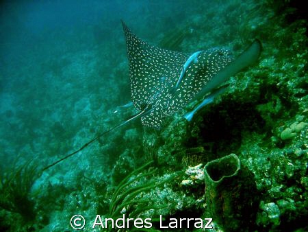 SPOTTED EAGLE RAY by Andres Larraz 
