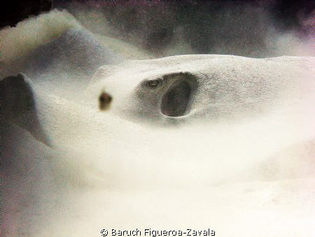 Souther Stingray, Dasyatis americana, blowing off sand wh... by Baruch Figueroa-Zavala 