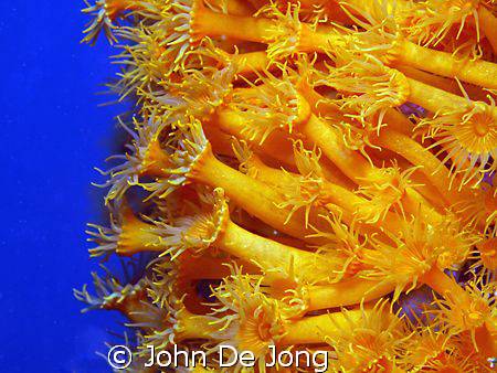 Yellow and Blue. I like the contrast of the Parazoanthus ... by John De Jong 