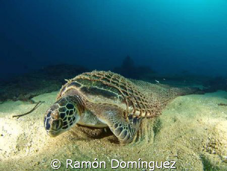 Beautiful, even when death. Green turtle found its end in... by Ramón Domínguez 