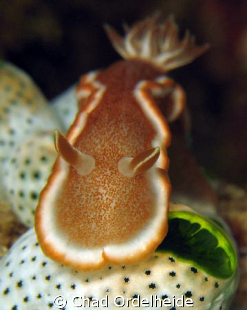 Glossodoris rufromarginata cruising over a sea squirt. Ca... by Chad Ordelheide 