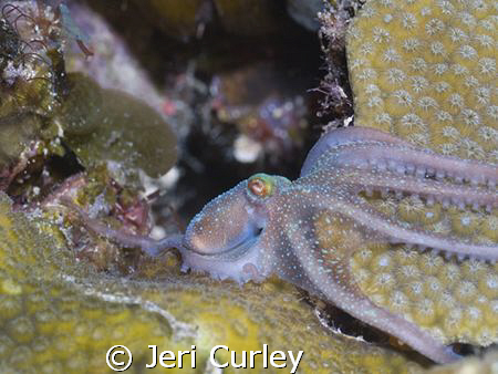 I caught this baby octopus out of the corner of my eye an... by Jeri Curley 