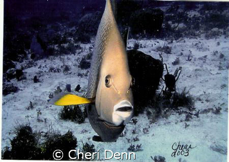 I just love this picture.  Taken on Paradise Reef, Cozume... by Cheri Denn 