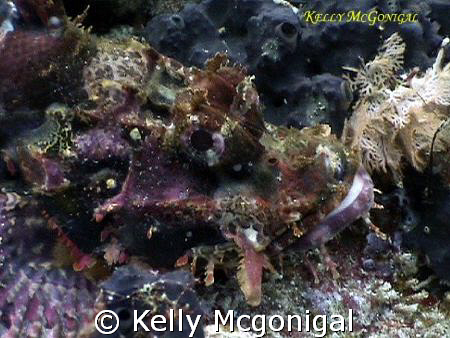 Scorpion Fish taken with Sony PC-105 by Kelly Mcgonigal 