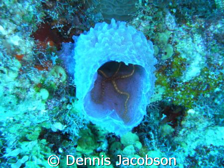 brittle star in azure vase sponge- unexpected florescent ... by Dennis Jacobson 