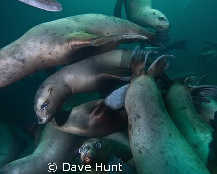 A mass of sea lions swirling around me at Hornby Island, ... by Dave Hunt 