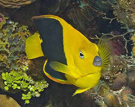 Rock Beauty (Holacanthus tricolor), a type of Caribbean a... by Jim Chambers 