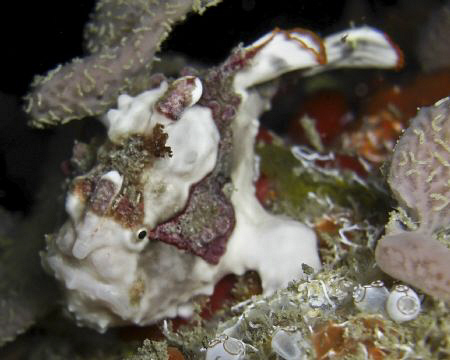 Frogfish during a night dive off Leyte in the Philippines... by Andrew Macleod 