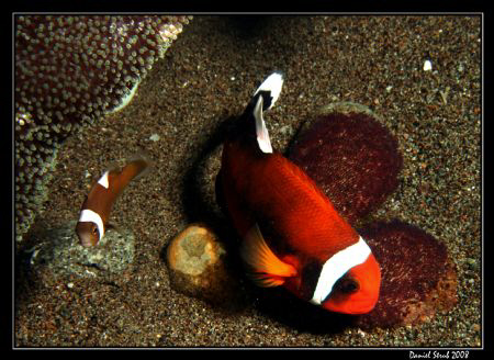 Panda Clownfish (Perca polymnus), also known as Saddlebac... by Daniel Strub 