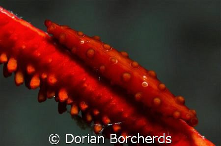 Spindle Cowrie on Red Sea whip by Dorian Borcherds 