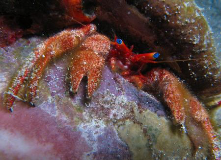Another blue eyed wonder.  Hermit Crab by Juan Torres 