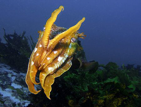 Giant Cuttle, Clovelly by Doug Anderson 