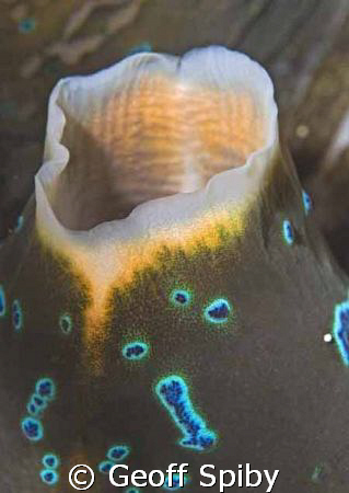 the delicate siphon of a giant clam by Geoff Spiby 