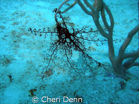 Basketweave Starfish - very hard to photograph in the day... by Cheri Denn 