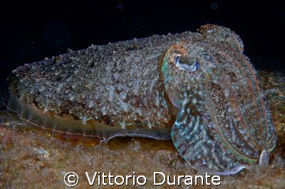 Cuttlefish (Sepia Officinalis) by Vittorio Durante 
