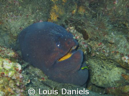 This Moray was take off the coast of Beaufort North Carol... by Louis Daniels 