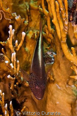 Hawkfish on a fire coral by Vittorio Durante 