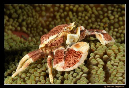 Porcelain Crab, D300, 105VR Macro by Kay Burn Lim 