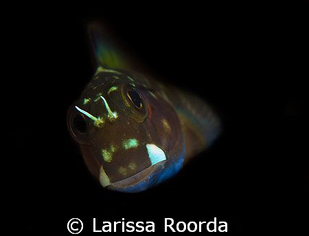 Goby.  I isolated him from his background for a less-clut... by Larissa Roorda 