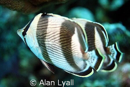 Synchronised swimmers - a pair of banded butterflyfish - ... by Alan Lyall 