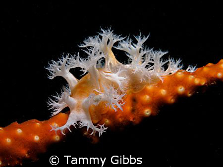 A telesto coral nudibranch taken under the Ammo Jetty, so... by Tammy Gibbs 