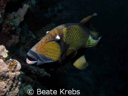 Big Triggerfish , I have respect for him ! Taken with my ... by Beate Krebs 