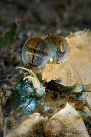 Mantis Shrimps (Odontodactylus latirostris) by Michael Henke 
