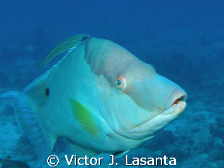 happy fish! nice hogfish! at mermaid point dive site in p... by Victor J. Lasanta 