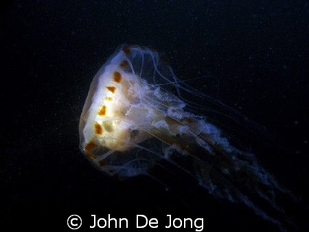Chrysaora hysoscella. When I tell people I like jellyfish... by John De Jong 