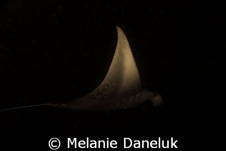 Phantom of the ocean.  Manta on night dive. by Melanie Daneluk 