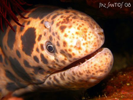 It took a while before this shy moray eel peered out of i... by Paz Maria De Vera-Santos 