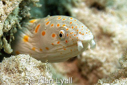 Sharptail eel - Bonaire - Canon EOS350D; EF-S 60mm; singl... by Alan Lyall 