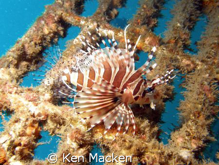 Lion Fish pic taken at 27m in strong current.
Olympus SP... by Ken Macken 