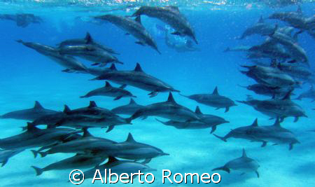 Dolfins in South Aegyptian Red Sea. Ambient light
SHOOT ... by Alberto Romeo 