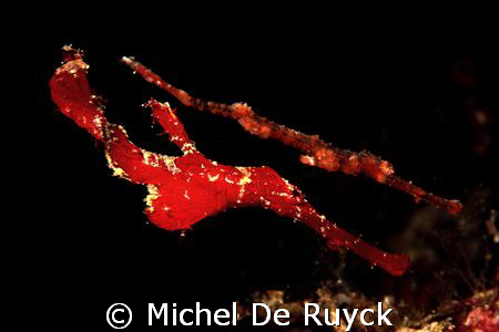 is this a red ghost pipefish or what!! by Michel De Ruyck 