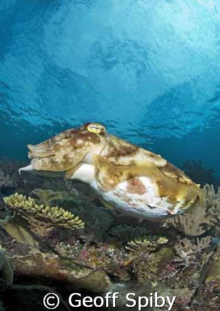 very large cuttlefish
Raja Ampat by Geoff Spiby 