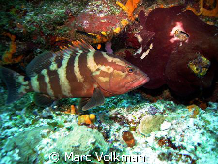 "Grouper on the move"
I catch a juvenile grouper as he z... by Marc Volkman 