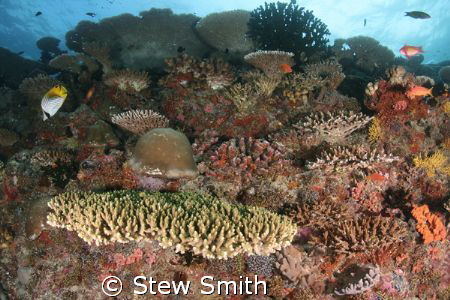 reef scene - maldives 10-17mm Tokina by Stew Smith 