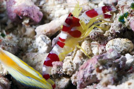 Red and White striped shrimp next to the tail of a flagta... by Erika Antoniazzo 