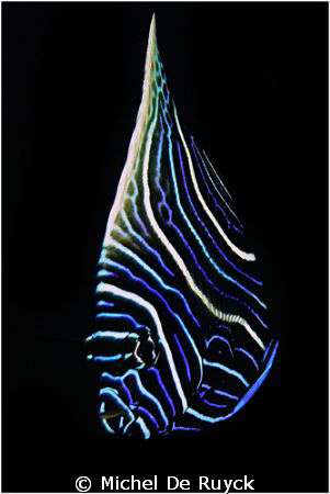 juvenile emperor angelfish by Michel De Ruyck 