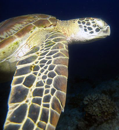 One eyed green turtle- explains why I could get this shot by Martin Dalsaso 
