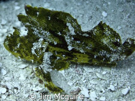 Leaf Scorpion fish of the green variety.  Not rare but ha... by Jim Mcguire 