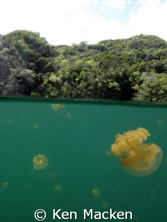Jellyfish lake Palau. Surrounded by millions of jellyfish by Ken Macken 