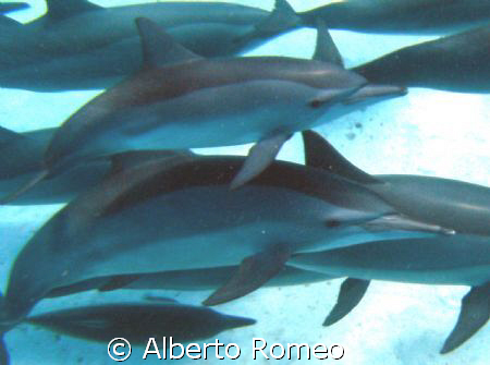 Dolfins with calf in South Aegyptian Red Sea. Ambient lig... by Alberto Romeo 